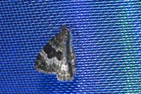 Epirrhoe alternata