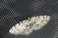 Aethalura punctulata