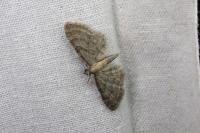Eupithecia haworthiata