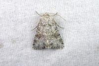 Hecatera weissi