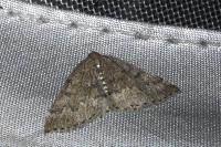 Aleucis distinctata