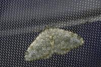 Entephria