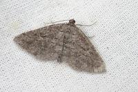 Rhoptria asperaria