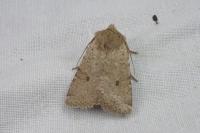 Spudaea ruticilla