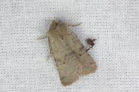 Spudaea ruticilla