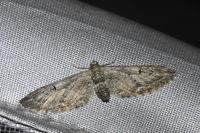 Eupithecia