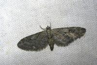 Eupithecia