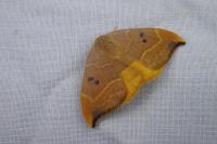 Watsonalla binaria