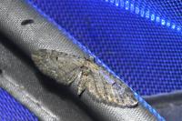 Eupithecia