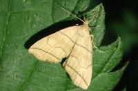 Herminia grisealis