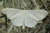 Scopula floslactata