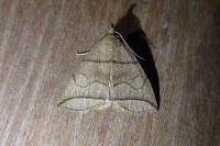 Herminia grisealis