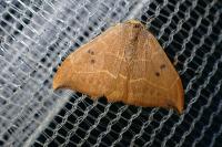 Watsonalla binaria