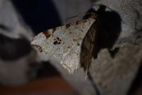 Macaria notata