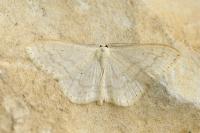Scopula floslactata