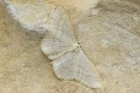 Scopula floslactata