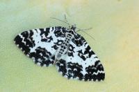 Rheumaptera hastata