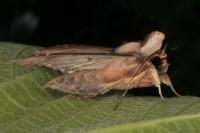 Cucullia