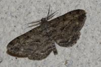 Peribatodes rhomboidaria rhomboidaria