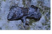 Furcula furcula