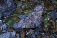 Gluphisia crenata