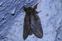 Peridea anceps