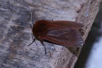 Phragmatobia fuliginosa