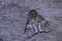 Tethea ocularis