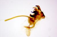 Cilix hispanica