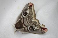 Saturnia pavonia/pavoniella