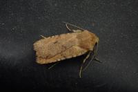 Conistra staudingeri