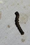 Apocheima hispidaria
