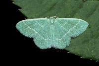 Phaiogramma etruscaria