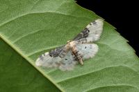 Idaea filicata