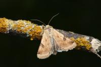 Heliothis peltigera