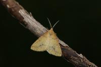 Aspitates ochrearia