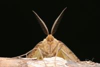 Aspitates ochrearia