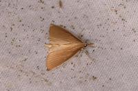 Sclerocona acutella