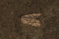 Lacanobia blenna