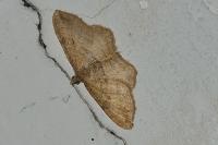 Nycterosea obstipata