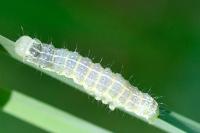 Cosmia trapezina