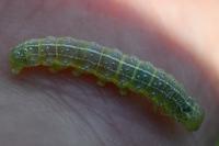 Cosmia trapezina