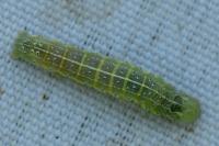 Cosmia trapezina