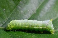 Amphipyra pyramidea