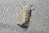 Spilosoma lubricipeda
