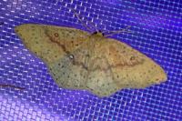 Cyclophora porata