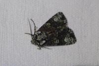 Craniophora ligustri
