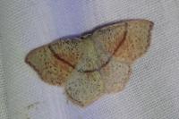 Cyclophora punctaria