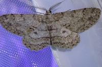 Hypomecis punctinalis