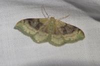 Idaea degeneraria